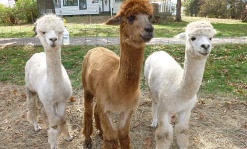 Ad Astra Alpacas