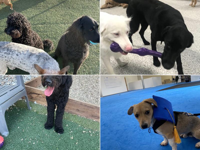 Wagmore Canine Enrichment: Training Center