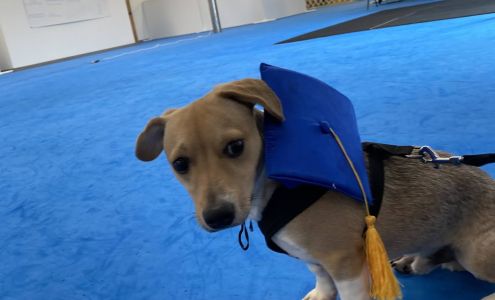 Wagmore Canine Enrichment: Training Center