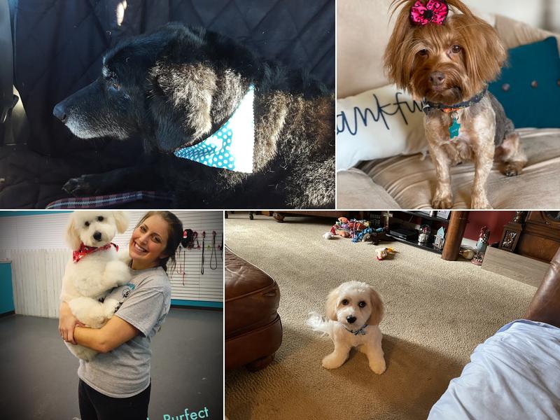 Pawsitively Purfect Salon