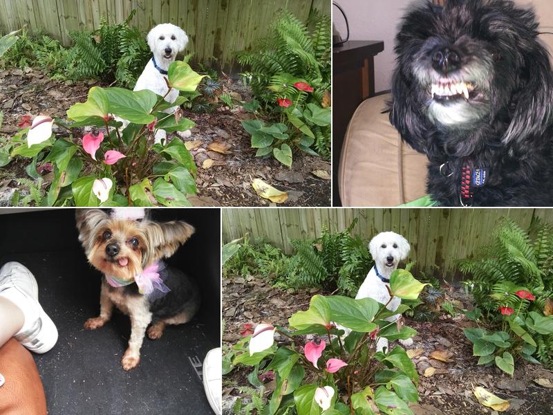 Paw Bright Pet Salon