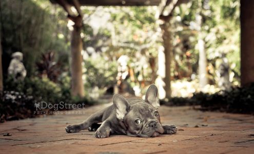 DogStreet Pet Photography