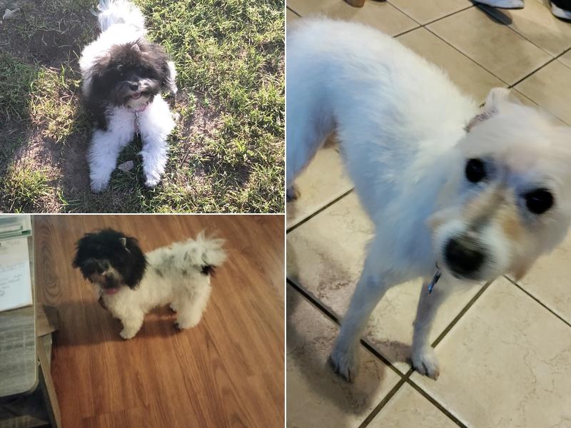 Dandy Dog Grooming Shop