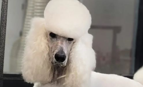 Luxury Pet Spa & Boutique