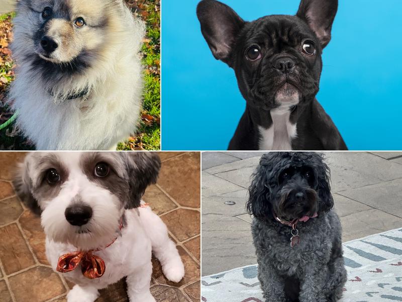 Lucky Paws Pet Grooming