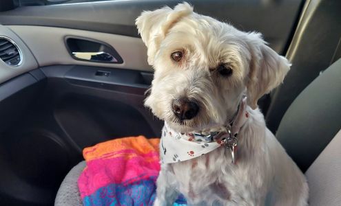 GinnieO's Dog & Cat Grooming 13116 W Sunset Hwy, Airway Heights Washington 99001