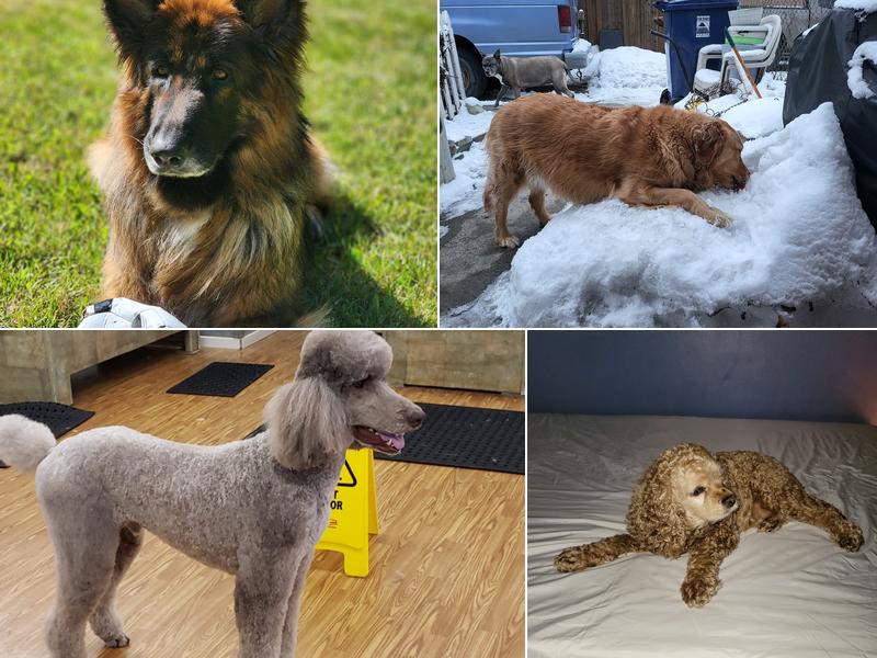 Pawsitive Image Dog Salon