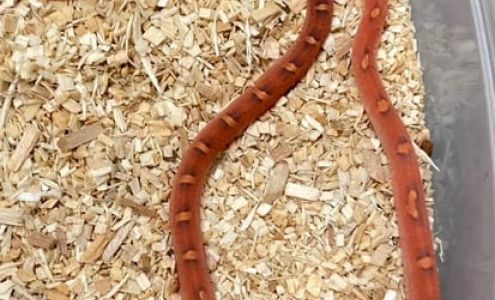 Exotics By Nature Co Folsom