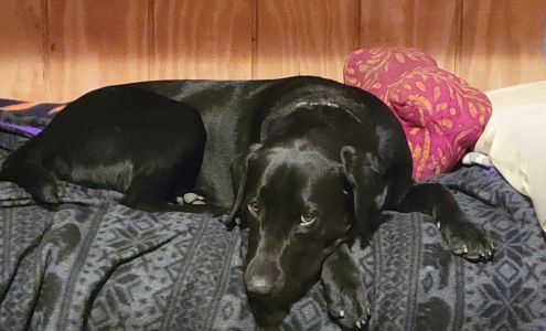 Stonehavens Uptown Hound