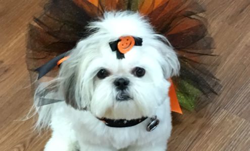 Dog Gone Cute Grooming & Bowtique