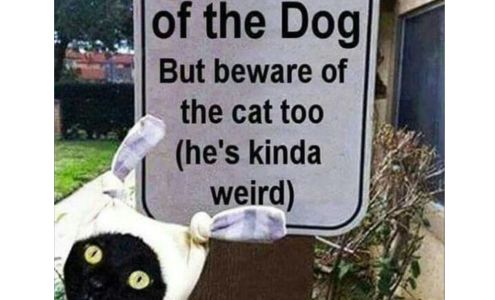 The Murphee and Sugar Angel Foundation, Corp Madeira Beach