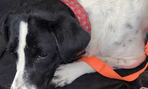 Polk County Animal Control