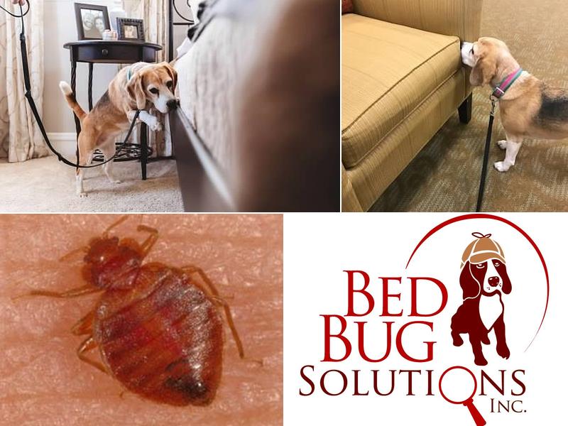 Bed Bug Solutions, Inc.
