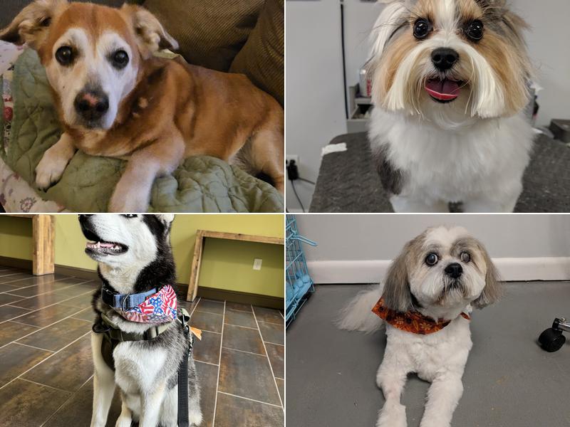 Old Bridge Grooming Shop