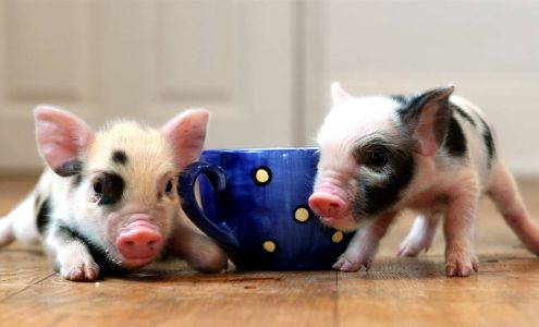 PeeWee Piglets Shiloh