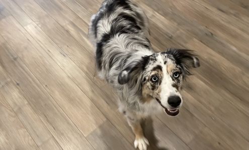 Hallie's Furry Friends Beavercreek