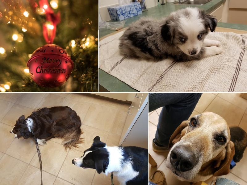 Eagle Fern Veterinary Hospital