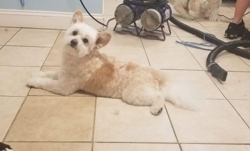 Barking Beauties Pet Salon