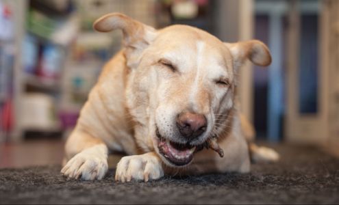 Pet-icure Pet Grooming