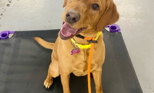 Flying Colors Canine Academy Inc.