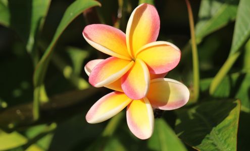 Poipu Computer Service and Consulting