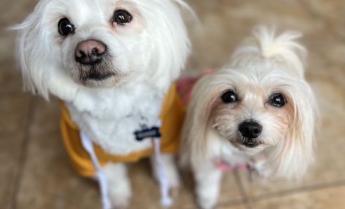 Chris' Waggin' Tails Inc