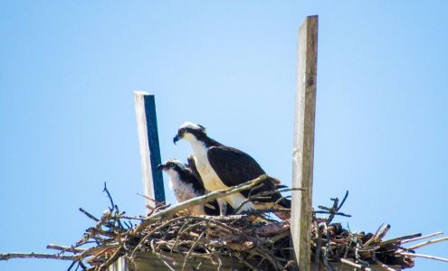 Dauphin Island SUP and Kayak Rentals Dauphin Island