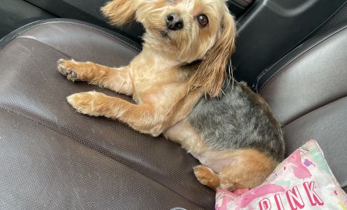 Little Friends Pet Lodge LLC 43 N Cleveland St, Quincy Florida 32351