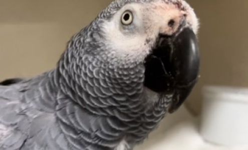 Dr. April Romagnano PhD,DVM,ABVP Emergency Line Only