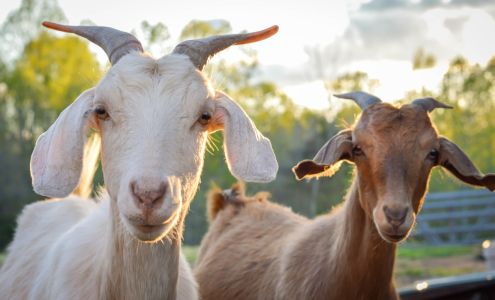 Moore's Family Farm Reva