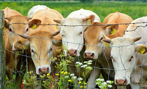 Intermountain Feed Inc Lewiston