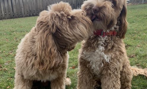 Harmony Hills Australian Labradoodles Lewiston