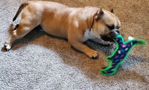 Pet Supplies 'N' More