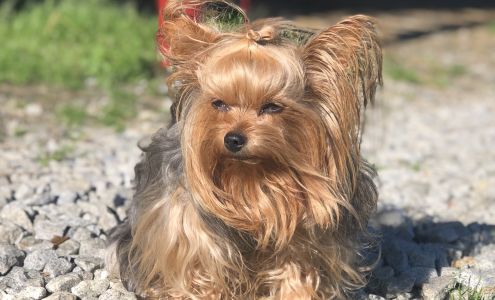 B & L Pets Inc Sycamore