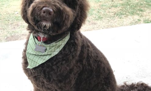 Perfectly Pampered Pets Junction City