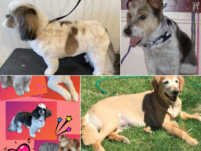 Lil' Critters Pet Salon