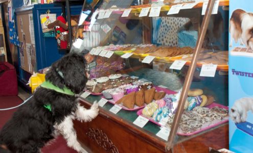 Uptown Dog Cape Cod Falmouth