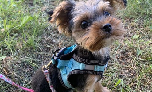 From Top Knots To Tails