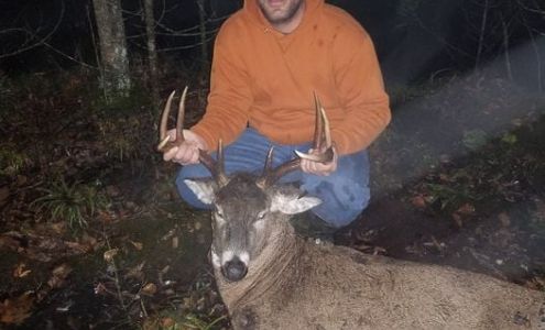 Ol' Drop Tyne Greenbush