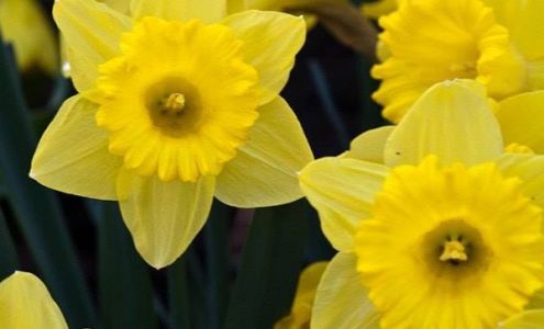 Bestway Rent-To-Own Commerce