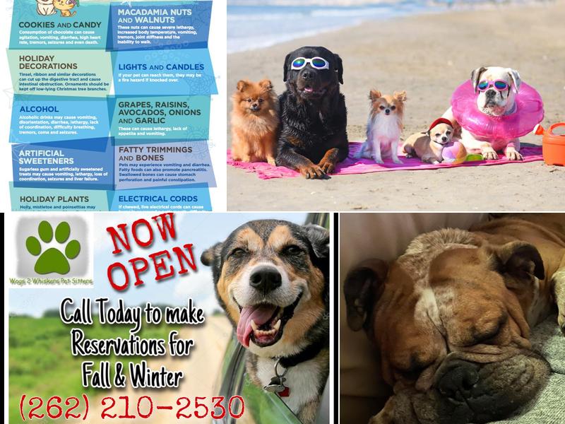 Wags 2 Whiskers Pet Sitters