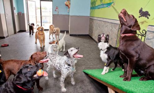 Creature Comforts and Pawsitively Marblehead Marblehead