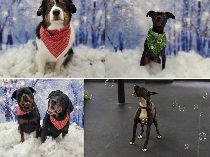 AnnaBelle's Canine Station