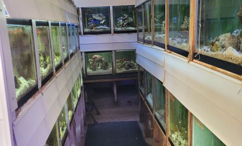 Tropicorium Mini-Reef