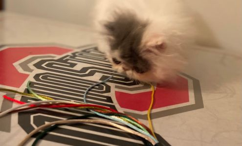 A&F Persian Cats Saint Louisville