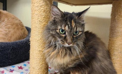 Livingston County Humane Soc