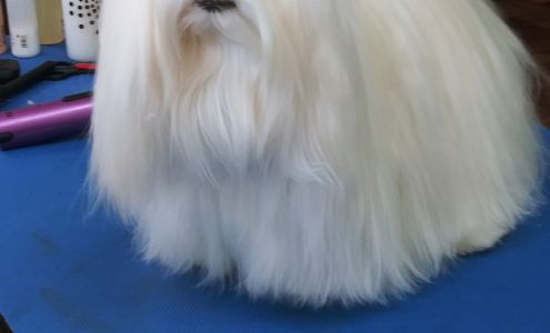 Scissors & Suds Pet Grooming