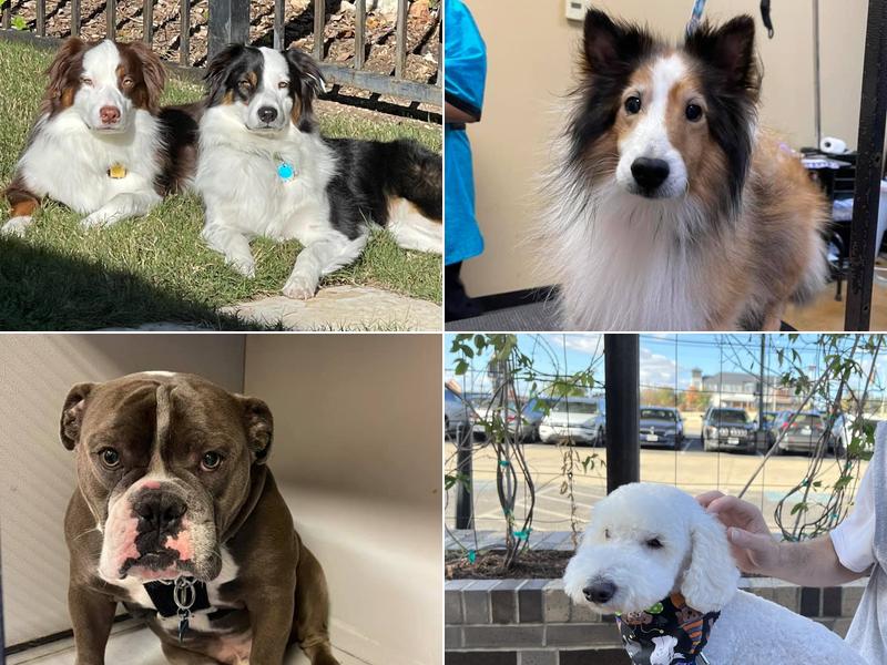 iPaw Pet Salons (Evans Rd.)