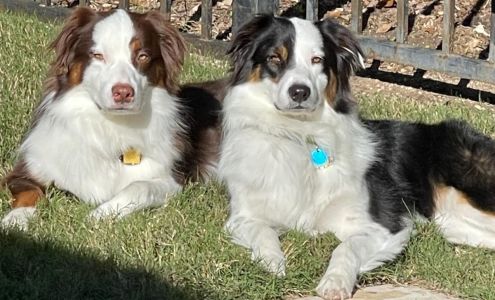 iPaw Pet Salons (Evans Rd.) 20770 US-281 #106, San Antonio Texas 78258