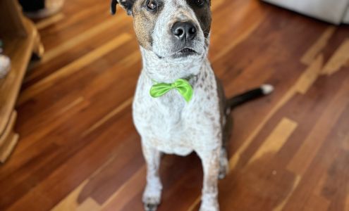 Scissors & Sud's Pet Grooming 718 Campbellsville St, Liberty Kentucky 42539